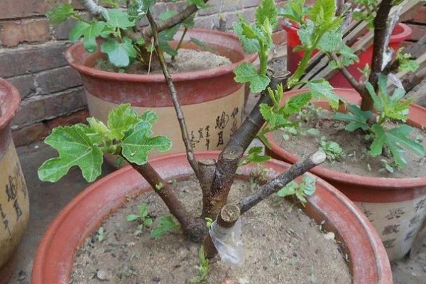 无花果盆栽养殖方法,萌发枝芽时让土壤保持湿润