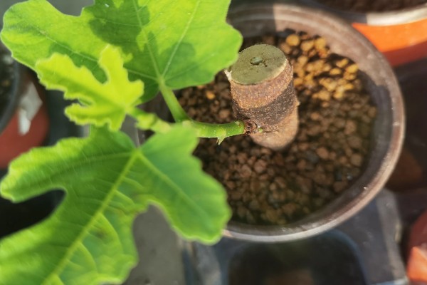 无花果盆栽养殖方法,萌发枝芽时让土壤保持湿润