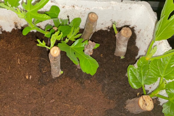 无花果盆栽养殖方法,萌发枝芽时让土壤保持湿润