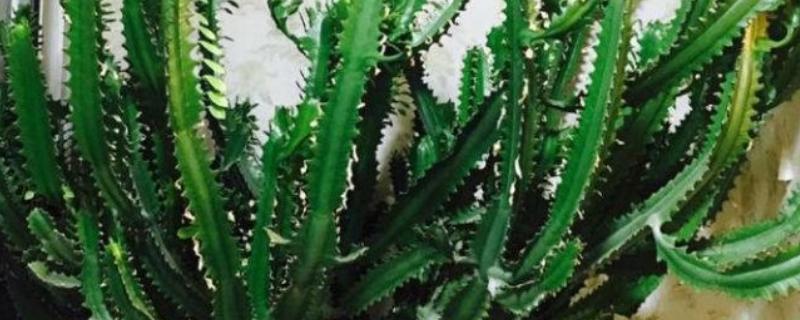 龙骨花叶子发黄如何处理，遇到强光时要遮阴喷水