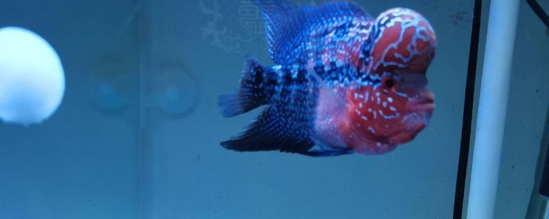 罗汉鱼肠炎会不会自愈，病因是水质不洁或水质突变可以恢复