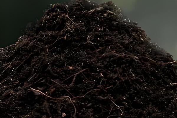 碧玉花怎么繁殖，以扦插和分株为主