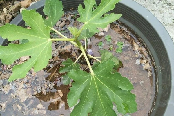 无花果盆栽养殖方法,萌发枝芽时让土壤保持湿润