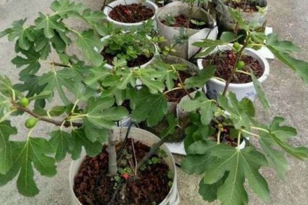 无花果盆栽养殖方法,萌发枝芽时让土壤保持湿润