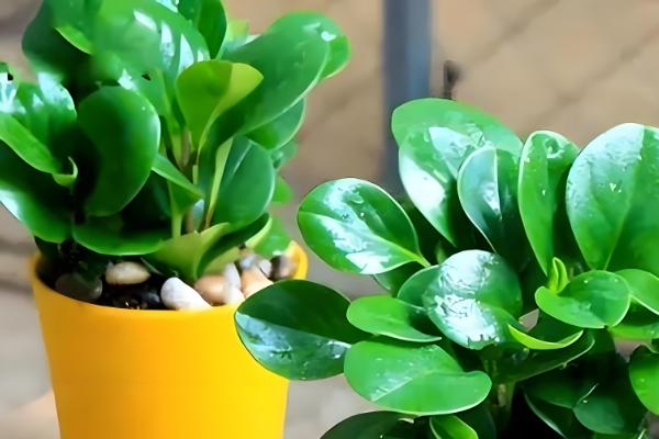 碧玉花怎么繁殖，以扦插和分株为主