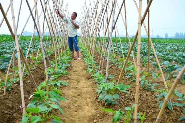 豆角什么时候掐尖，株高达到70厘米便可进行
