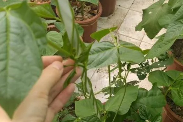 豆角什么时候掐尖，株高达到70厘米便可进行