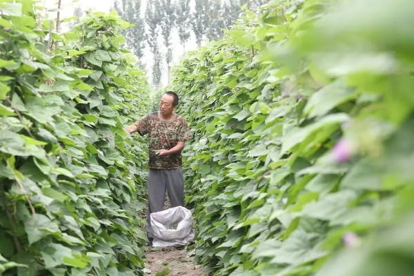 豆角什么时候掐尖，株高达到70厘米便可进行