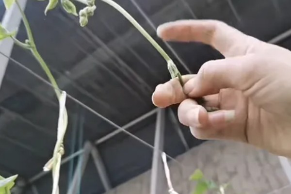 豆角什么时候掐尖，株高达到70厘米便可进行