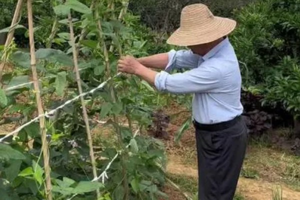 豆角什么时候掐尖，株高达到70厘米便可进行