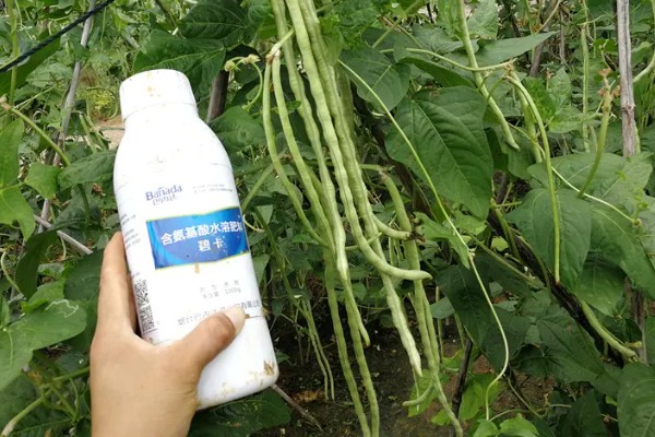 豆角什么时候掐尖，株高达到70厘米便可进行