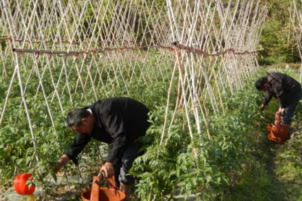 豆角什么时候掐尖，株高达到70厘米便可进行