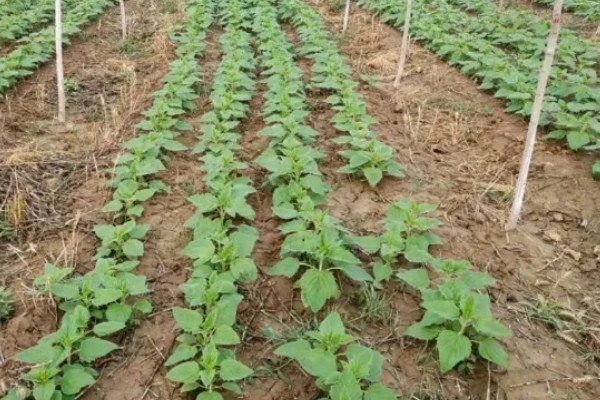 芝麻怎么施肥才能高产，花期亩施5-8公斤尿素