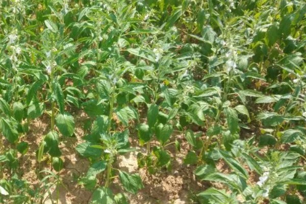 芝麻怎么施肥才能高产，花期亩施5-8公斤尿素