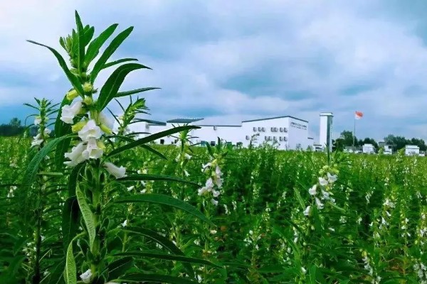 芝麻怎么施肥才能高产，花期亩施5-8公斤尿素