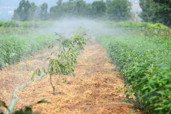 芝麻怎么施肥才能高产，花期亩施5-8公斤尿素