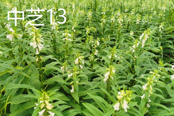 芝麻怎么施肥才能高产，花期亩施5-8公斤尿素