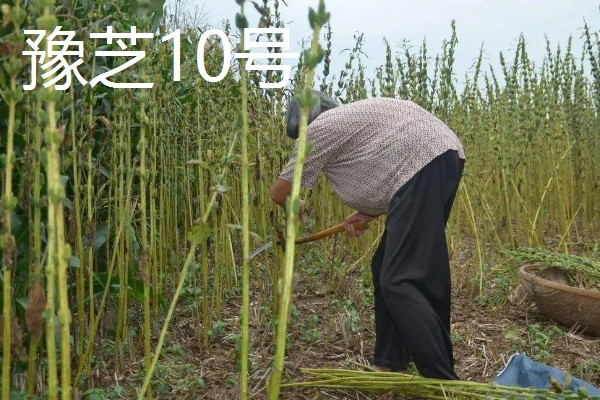 芝麻怎么施肥才能高产，花期亩施5-8公斤尿素