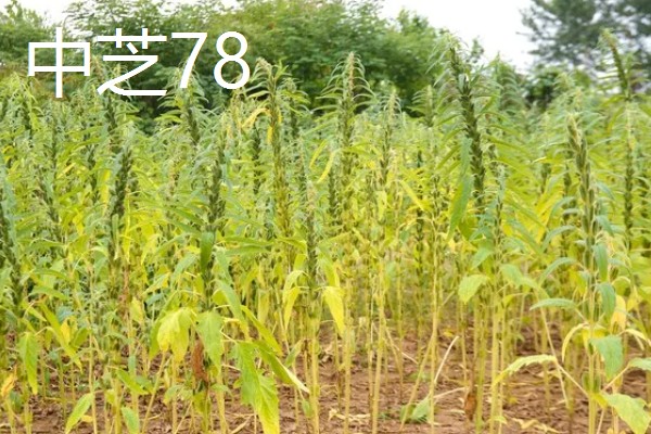 芝麻怎么施肥才能高产，花期亩施5-8公斤尿素