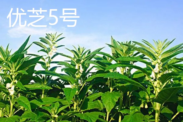 芝麻怎么施肥才能高产，花期亩施5-8公斤尿素