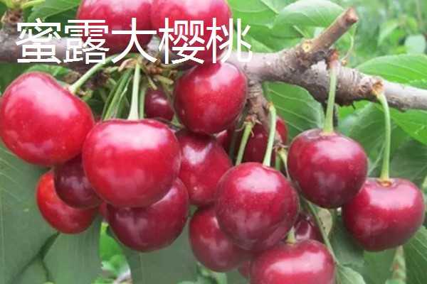蜜露大樱桃的简介，果肉软糯爽口、甜美多汁