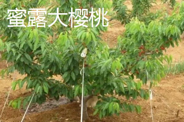 蜜露大樱桃的简介，果肉软糯爽口、甜美多汁