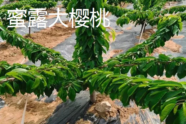 蜜露大樱桃的简介，果肉软糯爽口、甜美多汁