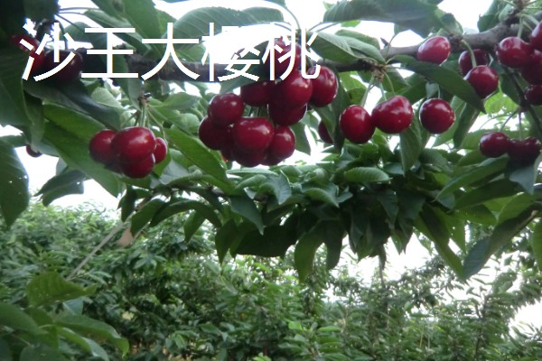 蜜露大樱桃的简介，果肉软糯爽口、甜美多汁