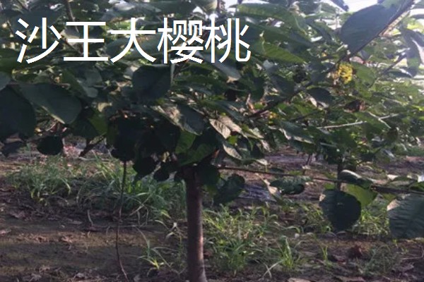 蜜露大樱桃的简介，果肉软糯爽口、甜美多汁