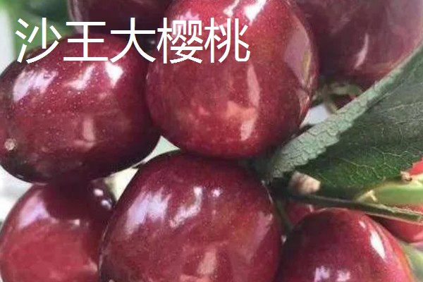 蜜露大樱桃的简介，果肉软糯爽口、甜美多汁