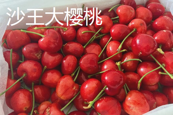 蜜露大樱桃的简介，果肉软糯爽口、甜美多汁