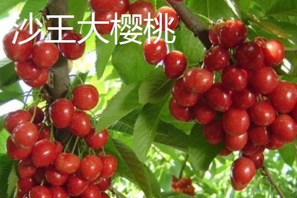 蜜露大樱桃的简介，果肉软糯爽口、甜美多汁