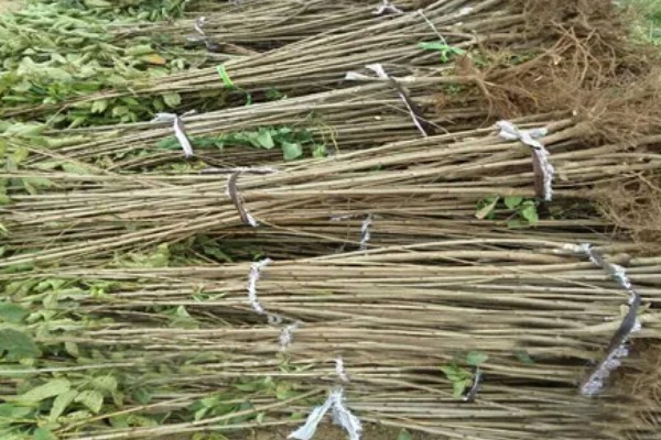 蜜露大樱桃的简介，果肉软糯爽口、甜美多汁