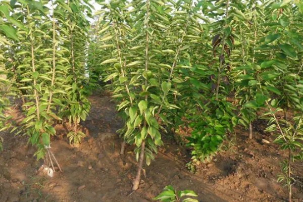 蜜露大樱桃的简介，果肉软糯爽口、甜美多汁