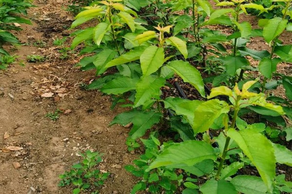 蜜露大樱桃的简介，果肉软糯爽口、甜美多汁