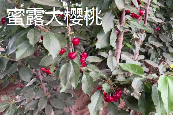 蜜露大樱桃的简介，果肉软糯爽口、甜美多汁