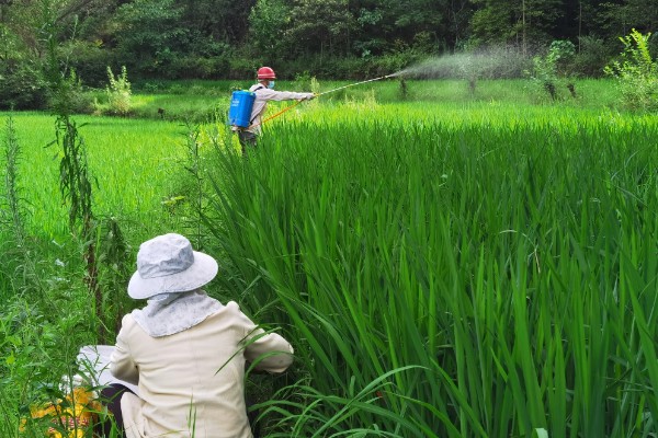 短稳杆菌杀虫剂有什么特点，使用后没有安全间隔期的要求