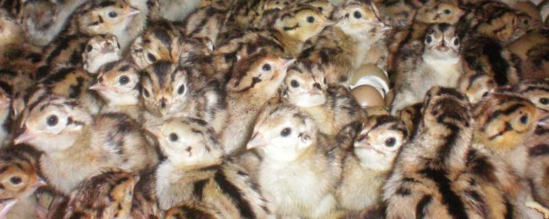 提高野鸡成活率的方法，及时开食避免雏鸡被饿死