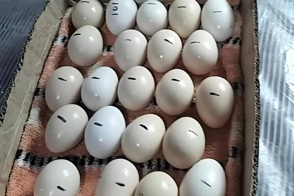 野鸡孵化温度，第1-7天保持在38.8-39.2℃