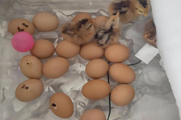 野鸡孵化温度，第1-7天保持在38.8-39.2℃