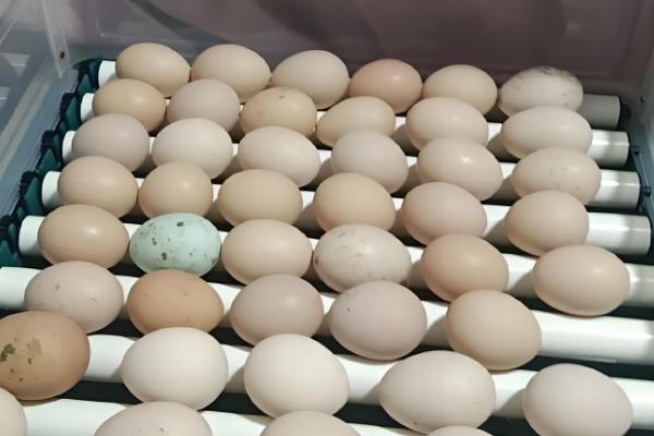 野鸡孵化温度，第1-7天保持在38.8-39.2℃