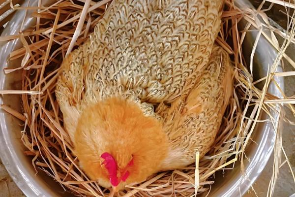 野鸡孵化温度，第1-7天保持在38.8-39.2℃