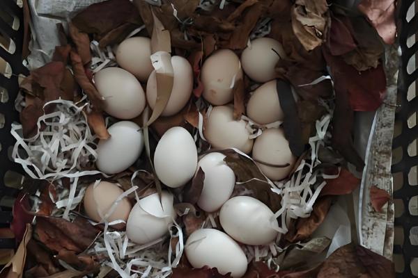 野鸡孵化温度，第1-7天保持在38.8-39.2℃