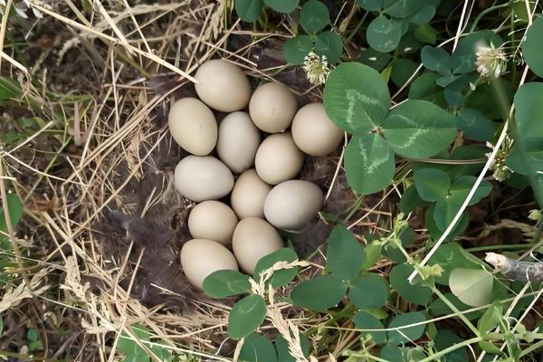 野鸡孵化温度，第1-7天保持在38.8-39.2℃