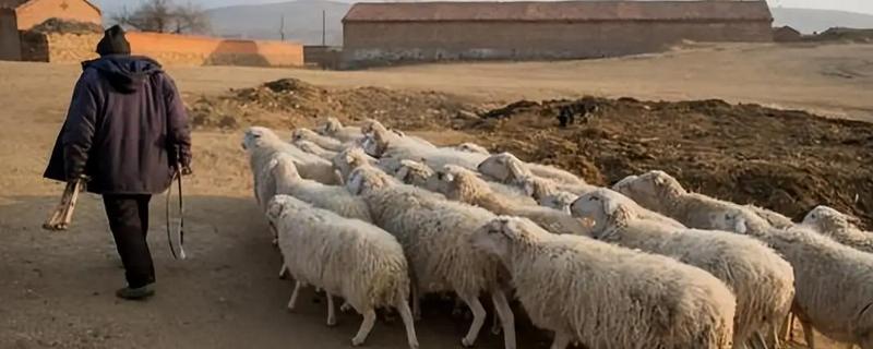 驱赶羊的方法，牵引领头羊即可