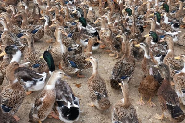 半番鸭怎么养殖，1-5日龄让它们自由采食