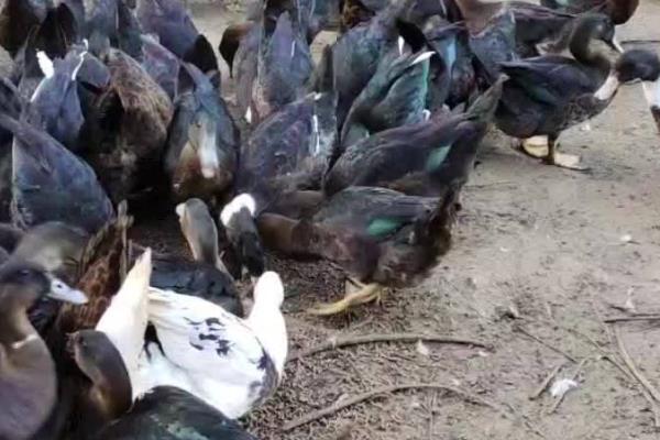 半番鸭怎么养殖，1-5日龄让它们自由采食