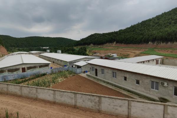 半番鸭怎么养殖，1-5日龄让它们自由采食