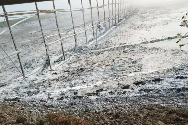 半番鸭怎么养殖，1-5日龄让它们自由采食