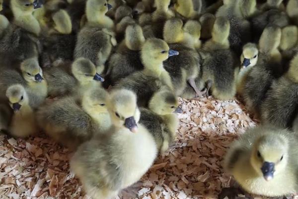 半番鸭怎么养殖，1-5日龄让它们自由采食